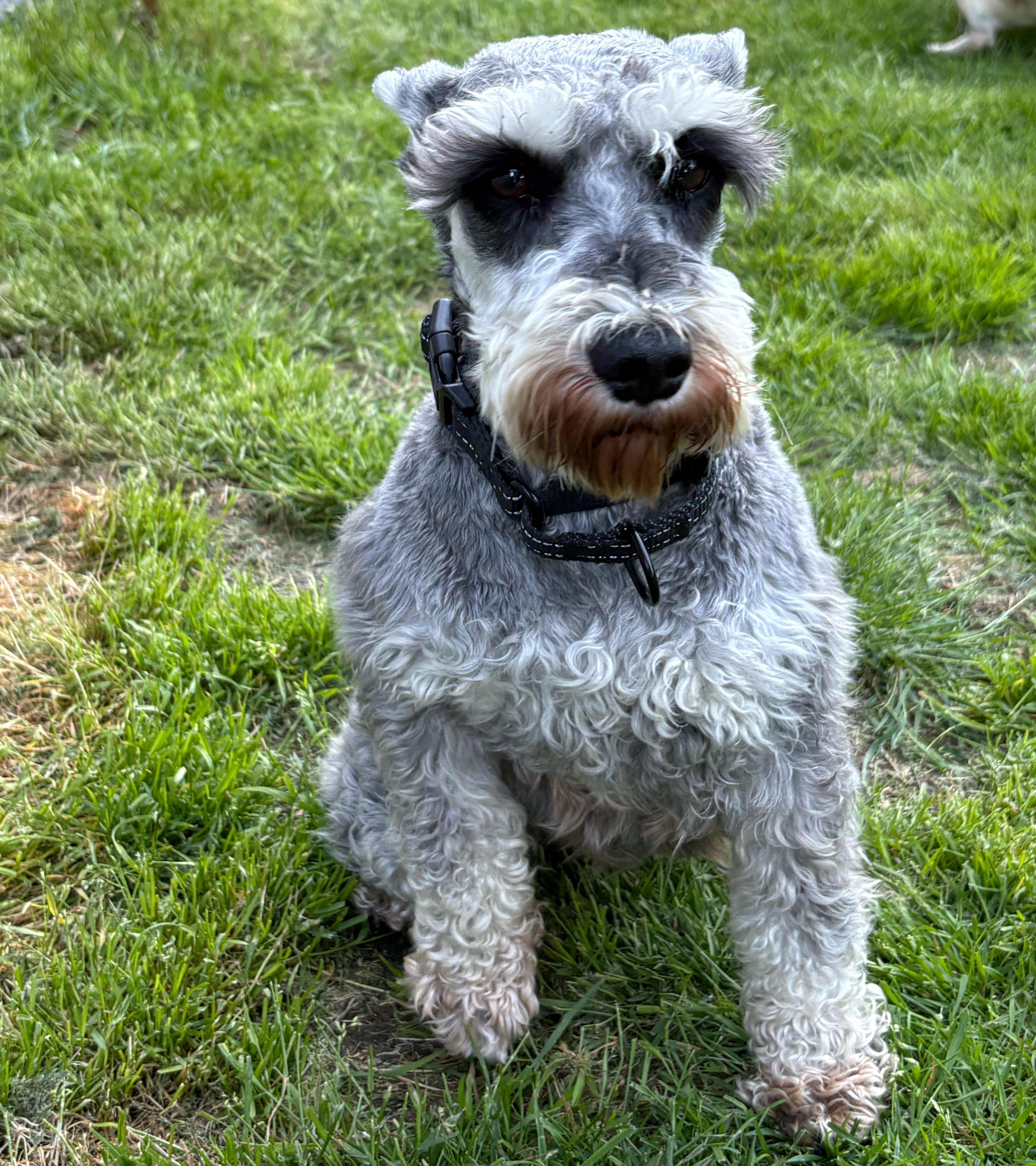 An adult small-sized female Gray / Blue / Silver Miniature Schnauzer dog named Ava for adoption in Brunswick, ME