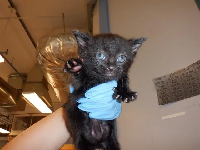 A baby small-sized male Domestic Short Hair cat named Aji for adoption in San Jose, CA