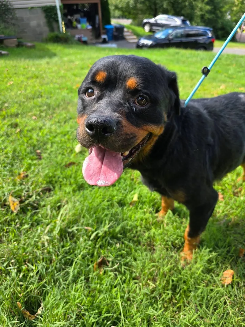 An adult large-sized female Rottweiler dog named Betty for adoption in Greensburg, PA