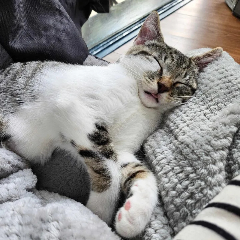 A young medium-sized male Domestic Short Hair cat named King Boo for adoption in Stokesdale, NC