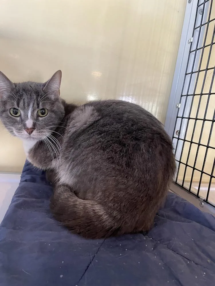 A senior medium-sized female Domestic Short Hair cat named Sophia for adoption in Ferndale, MI