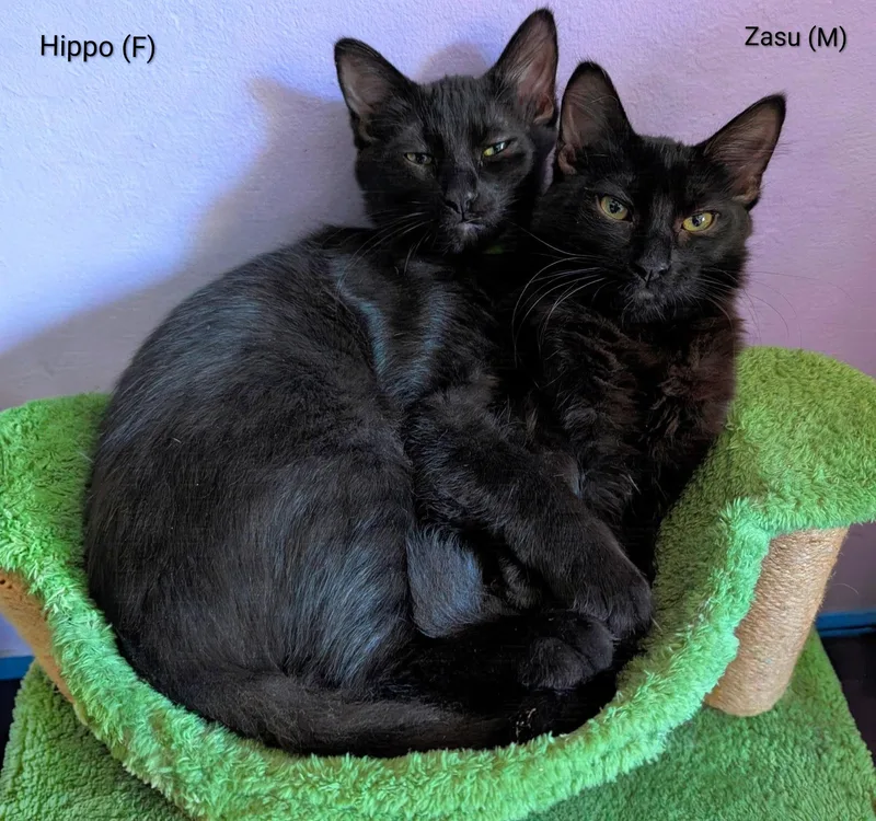 A young small-sized female Turkish Angora cat named Hippo for adoption in San Jose, CA