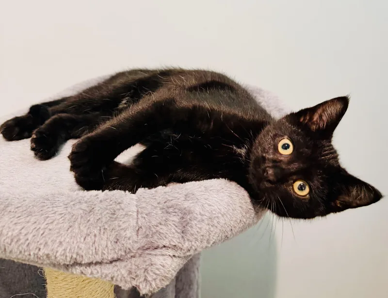 A baby medium-sized male Black Domestic Short Hair cat named Moonshine & Whiskey for adoption in St. Clair, MI