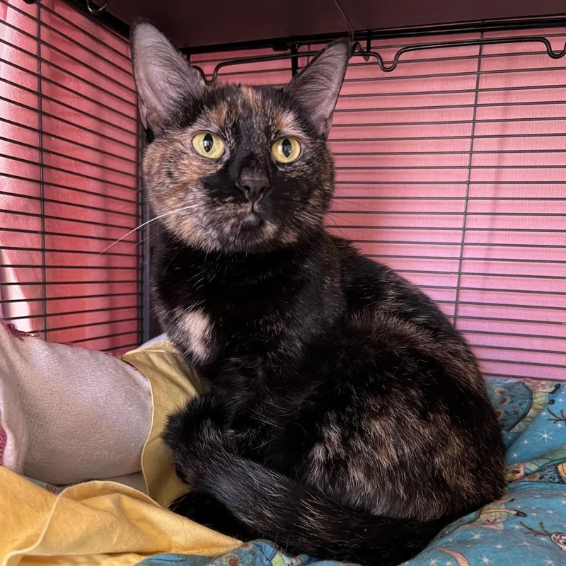 Ginger Ale thumbnail 2