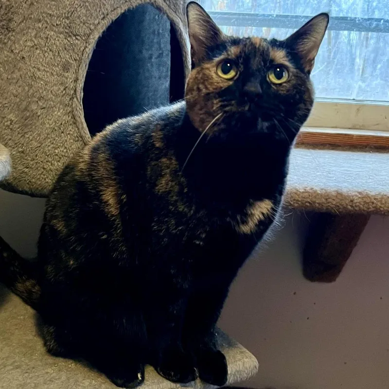 Ginger Ale thumbnail 3