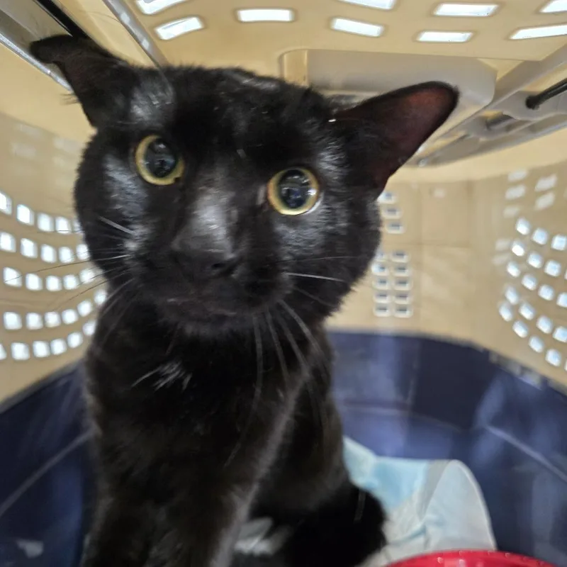 A baby medium-sized male Black Domestic Short Hair cat named Teknika for adoption in Newark, NJ