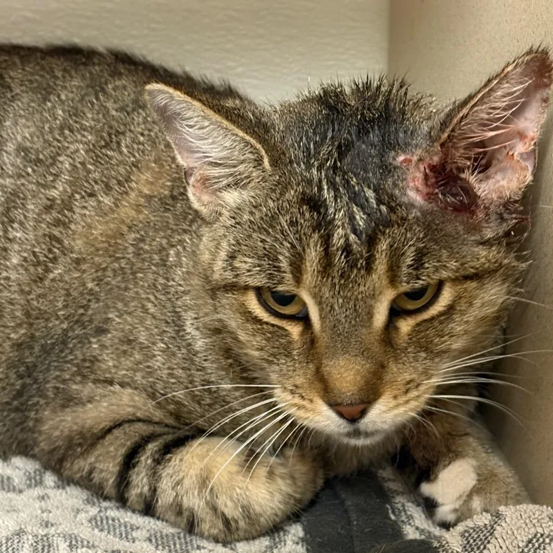 An adult medium-sized female Domestic Short Hair cat named Tinkerbell for adoption in Yuma, AZ