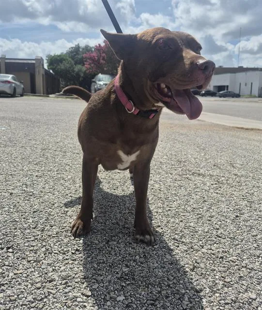 An adult medium-sized female American Staffordshire Terrier dog named Hershey for adoption in San Antonio, TX