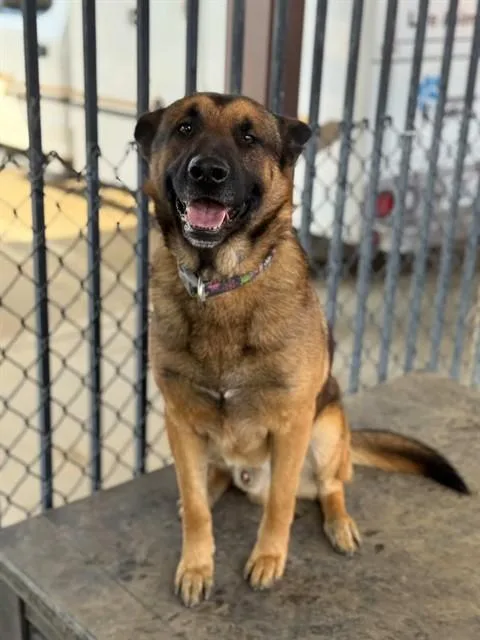 A young large-sized male German Shepherd Dog dog named Morris for adoption in Riverside, CA