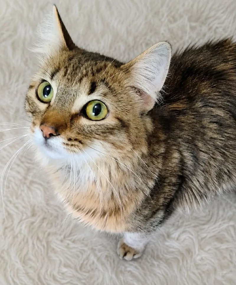 A young medium-sized male Domestic Medium Hair cat named Kelto for adoption in Fond Du Lac, WI