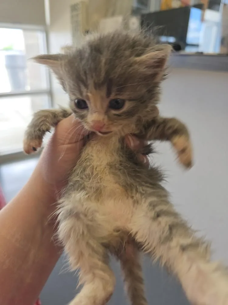 A baby small-sized female Gray & White Domestic Short Hair cat named Argon for adoption in Evansville, IN
