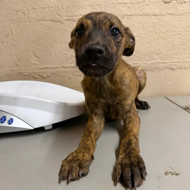 A baby small-sized male Brindle Mixed Breed dog named Dondurma for adoption in Parkersburg, WV