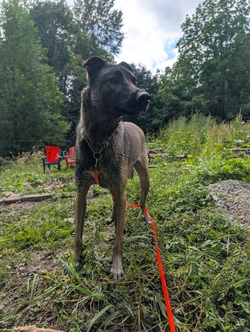 A young medium-sized female Shepherd dog named Ella for adoption in Bothell, WA