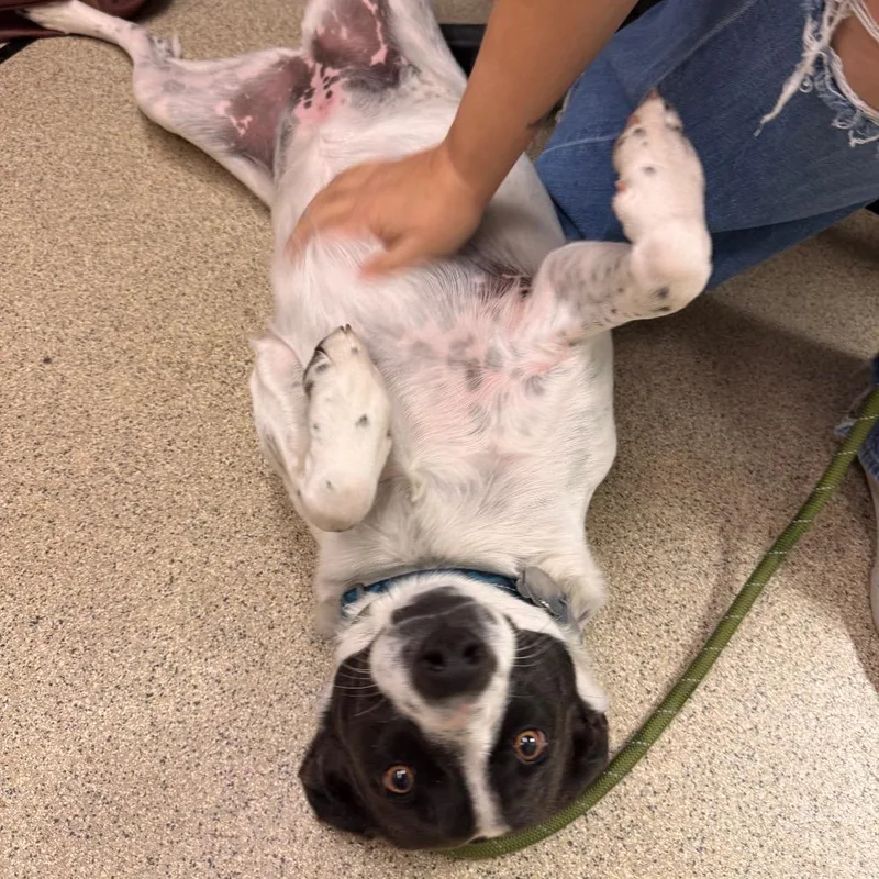 A young medium-sized female Black Mixed Breed dog named Sally for adoption in Gloucester, VA