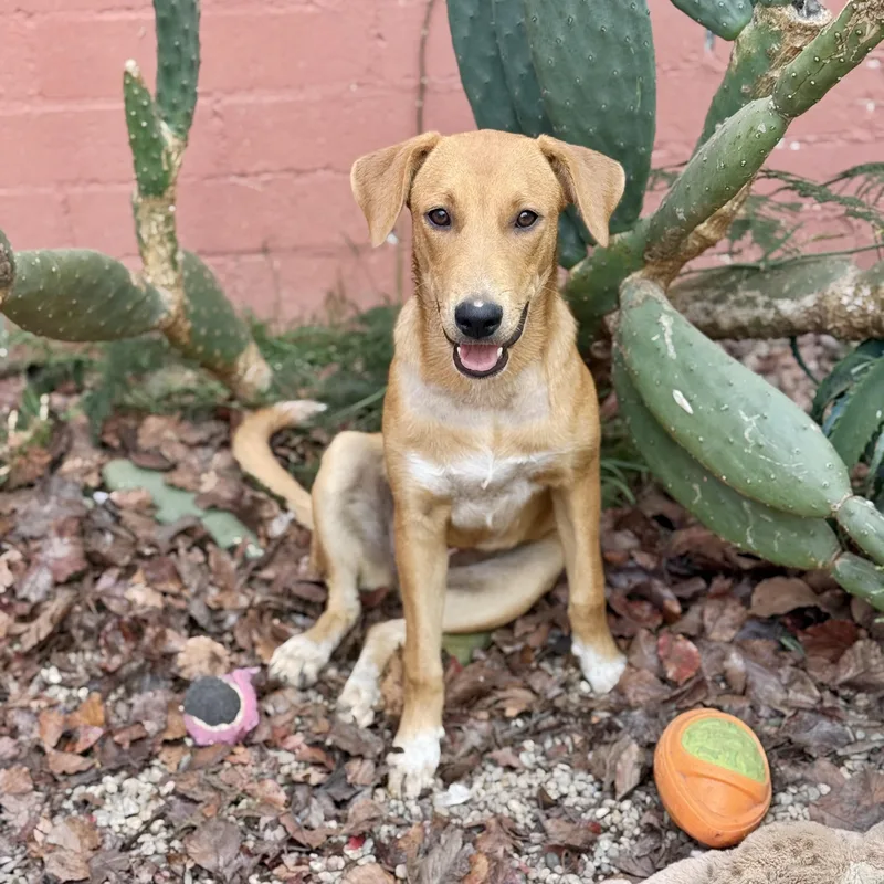 A young medium-sized female Rhodesian Ridgeback dog named Sonora for adoption in Los Gatos, CA
