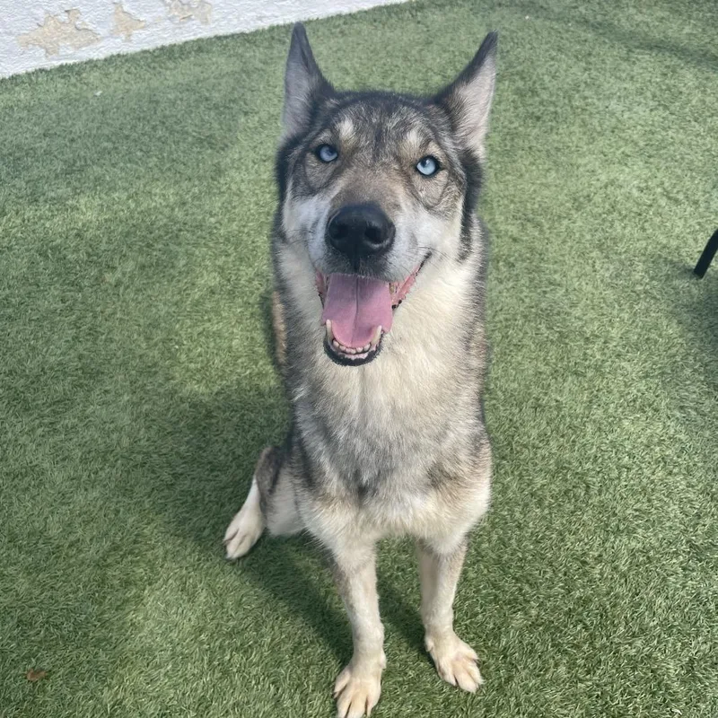 An adult large-sized female Siberian Husky dog named Shakira for adoption in Long Beach, CA