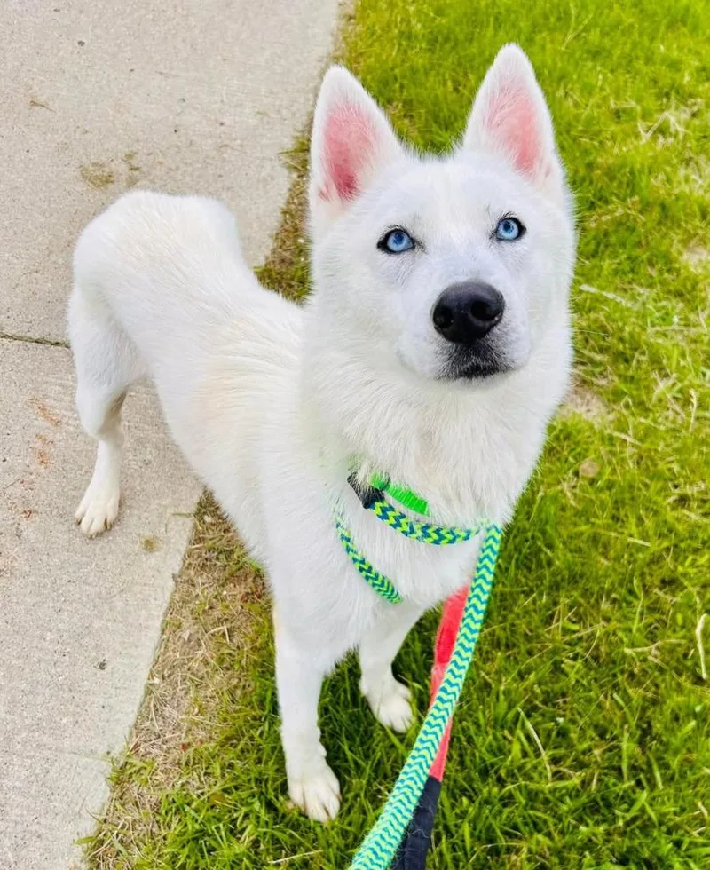 Kleo