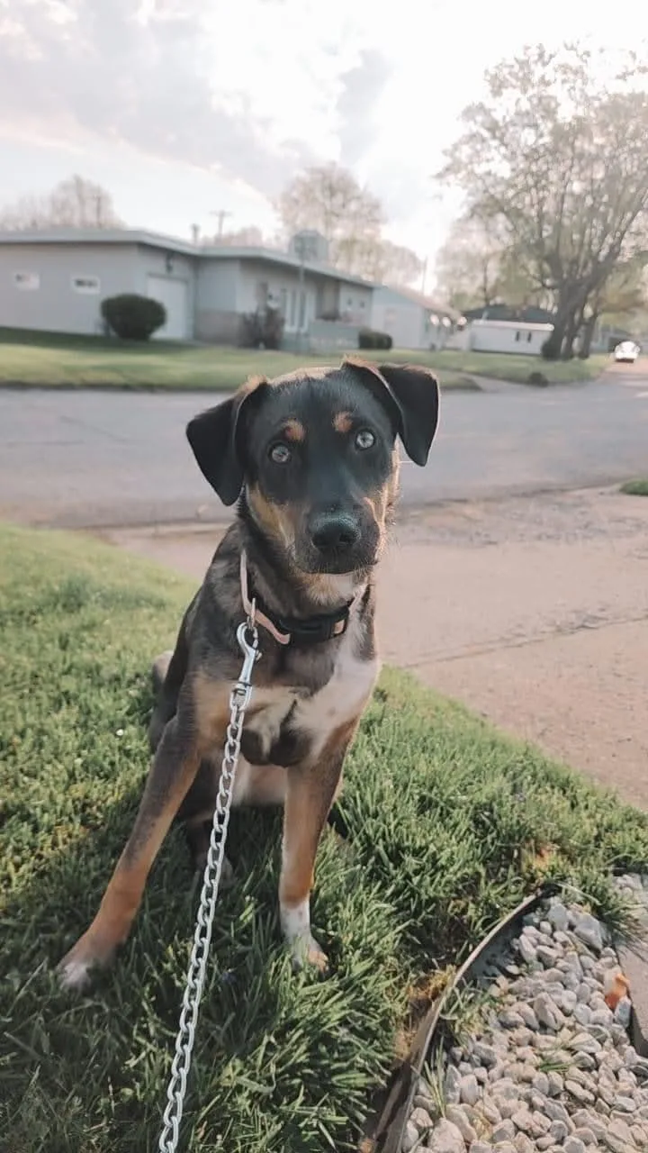 An adult medium-sized female Catahoula Leopard Dog dog named Beth for adoption in Columbus, IN