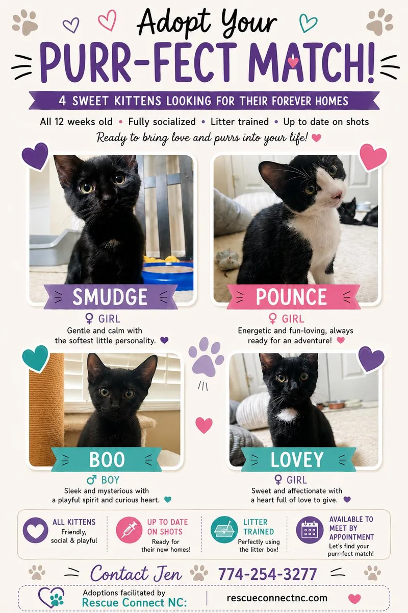 A baby medium-sized female Black Domestic Short Hair cat named Lovey for adoption in Wilmington, NC