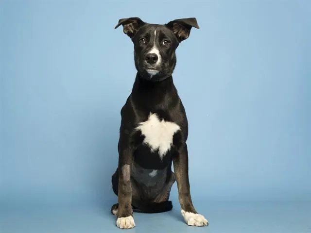 Lexie