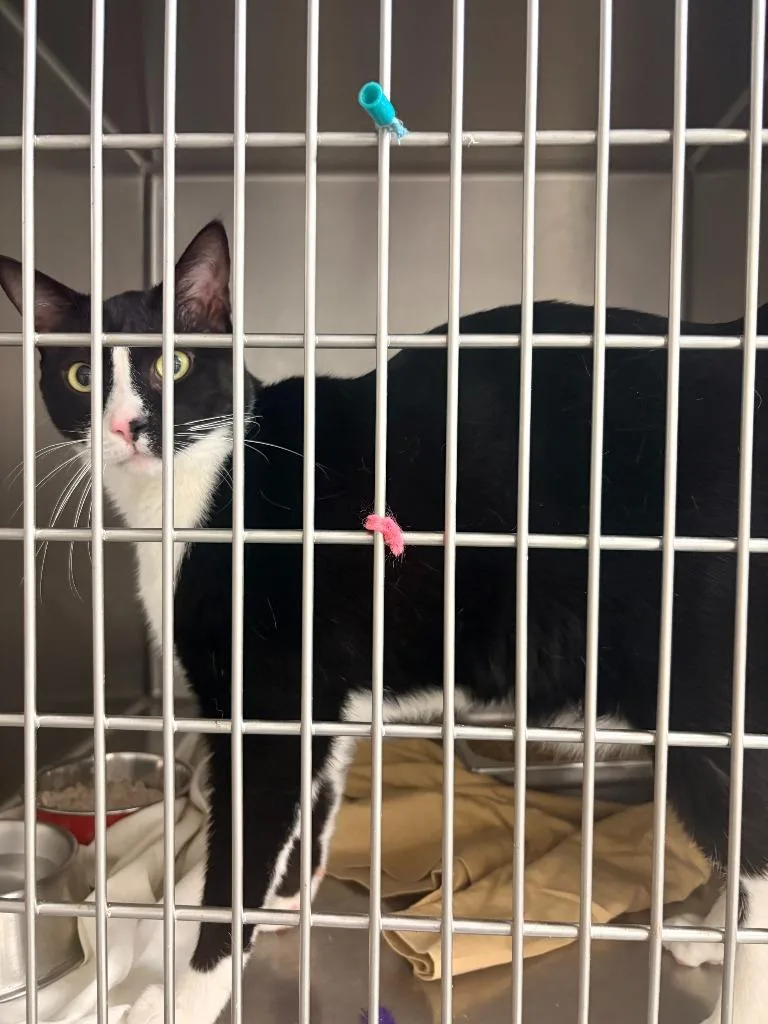 An adult small-sized male Domestic Short Hair cat named Sug for adoption in Albany, GA