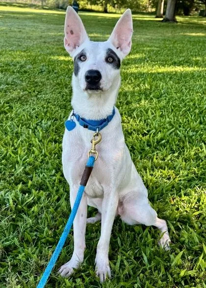 An adult medium-sized female Mixed Breed dog named Solae for adoption in Vero Beach, FL