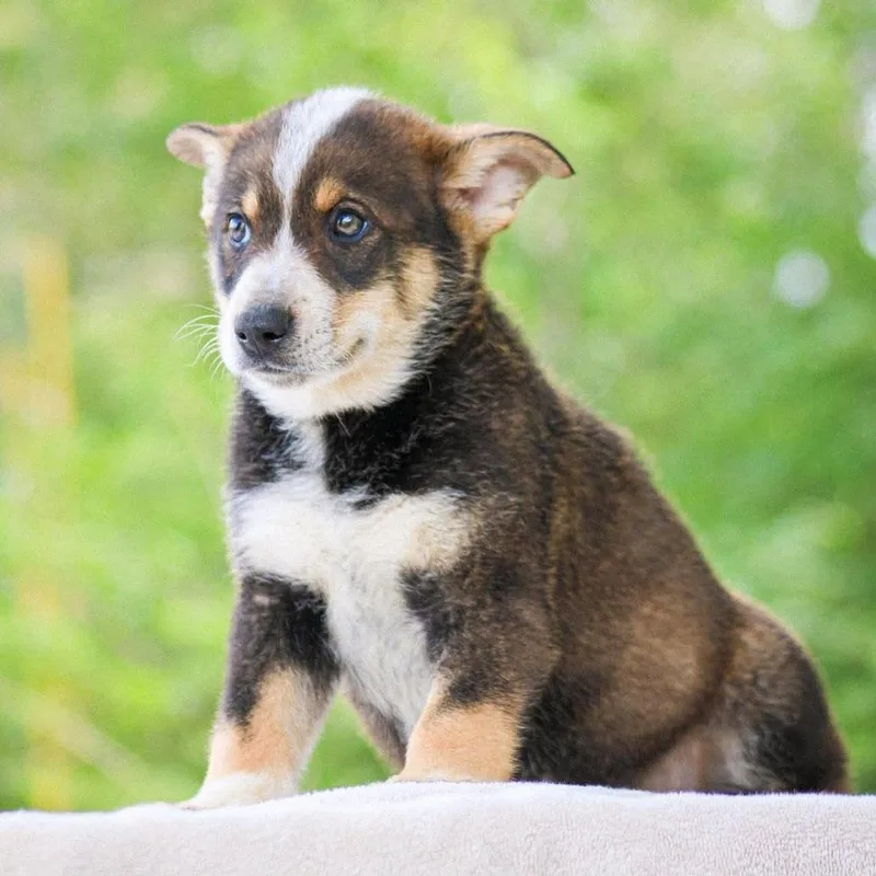 Dr. Robby thumbnail 2