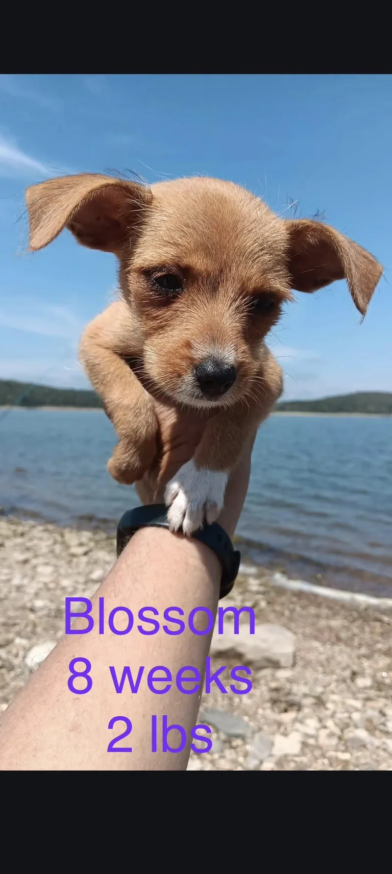 A baby small-sized female Wire Fox Terrier dog named Blossom for adoption in Welling, OK