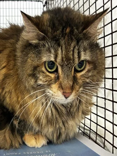 An adult medium-sized female Domestic Short Hair cat named Rosy for adoption in Fort Lauderdale, FL