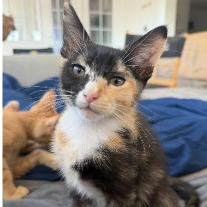 A baby small-sized female Black Domestic Short Hair cat named Makenna for adoption in Spokane, WA