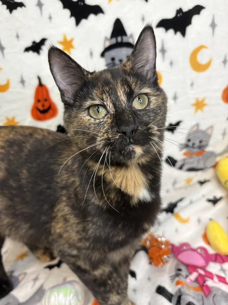 A young medium-sized female Domestic Short Hair cat named Melissa for adoption in Wetumpka, AL