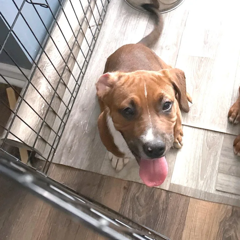 A baby large-sized female Red / Chestnut / Orange Mixed Breed dog named Garnet for adoption in Brownsboro, AL