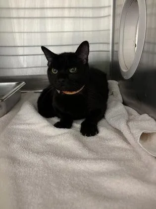 An adult small-sized female Domestic Short Hair cat named Girlie Pop for adoption in Cincinnati, OH