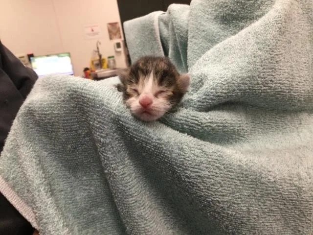 A baby small-sized male Domestic Long Hair cat named Dart for adoption in Thousand Palms, CA