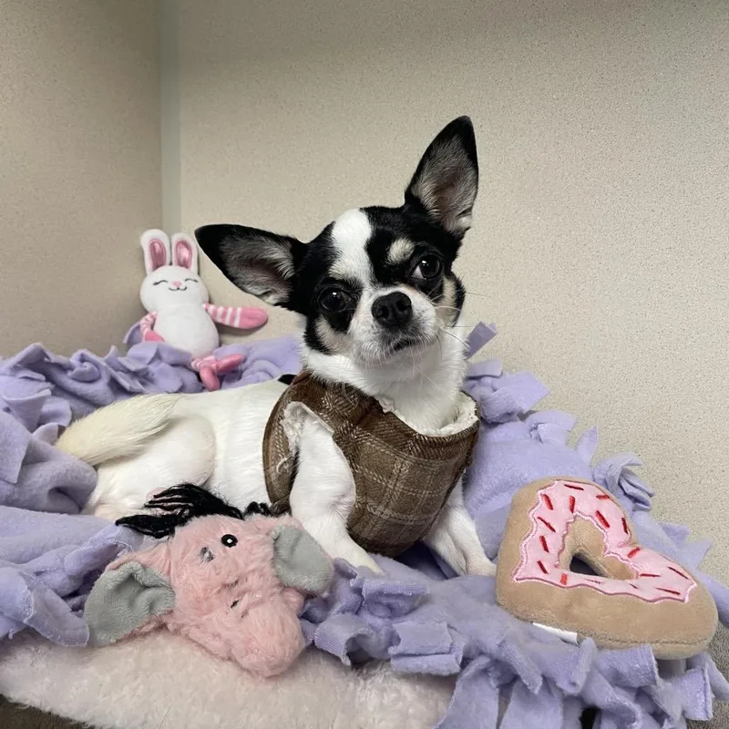 An adult small-sized female Chihuahua dog named Lily for adoption in Wantagh, NY