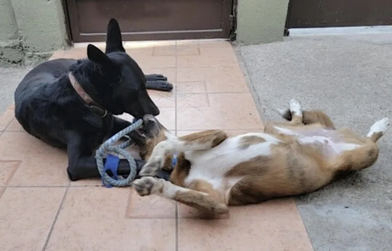 Puppy thumbnail 4