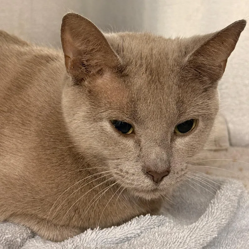 An adult medium-sized female Lilac Point Domestic Short Hair cat named Tandra for adoption in Evansville, IN