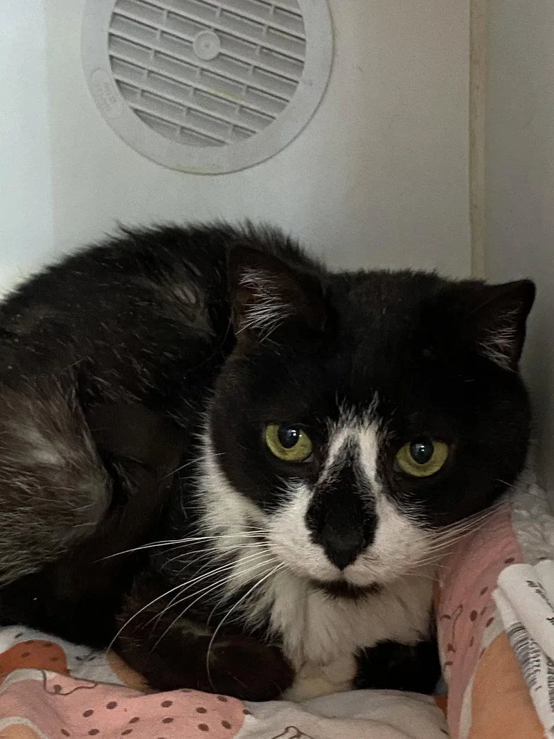 An adult medium-sized male Domestic Short Hair cat named Leif for adoption in Gettysburg, PA