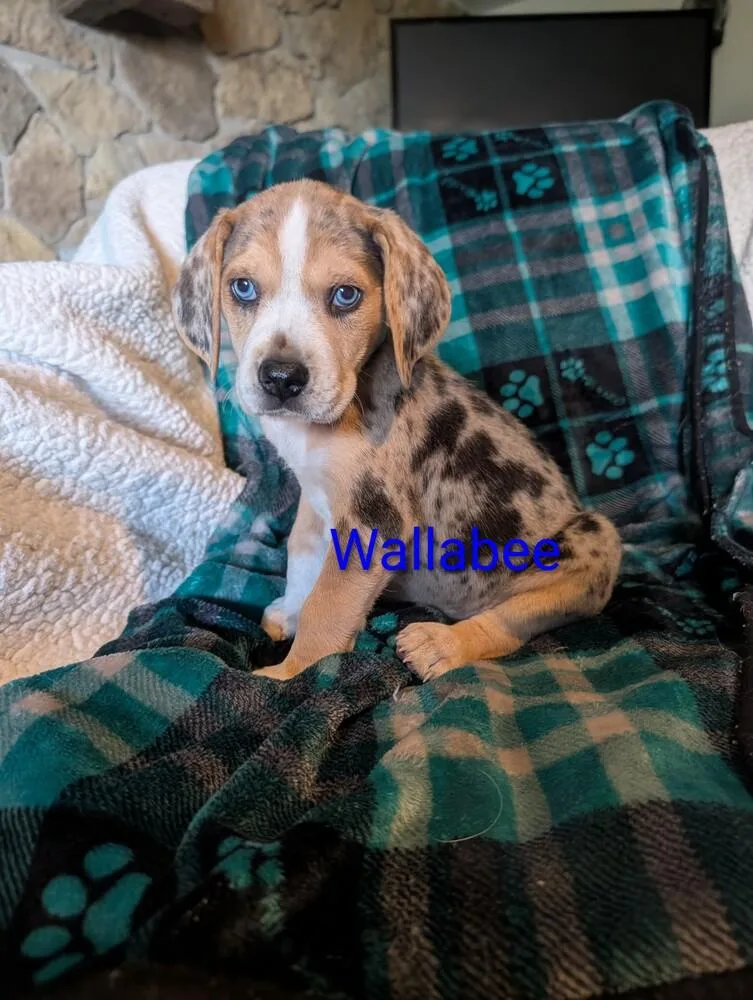 A baby large-sized male Merle (Blue) Hound dog named Wallabee Derby for adoption in Waunakee, WI