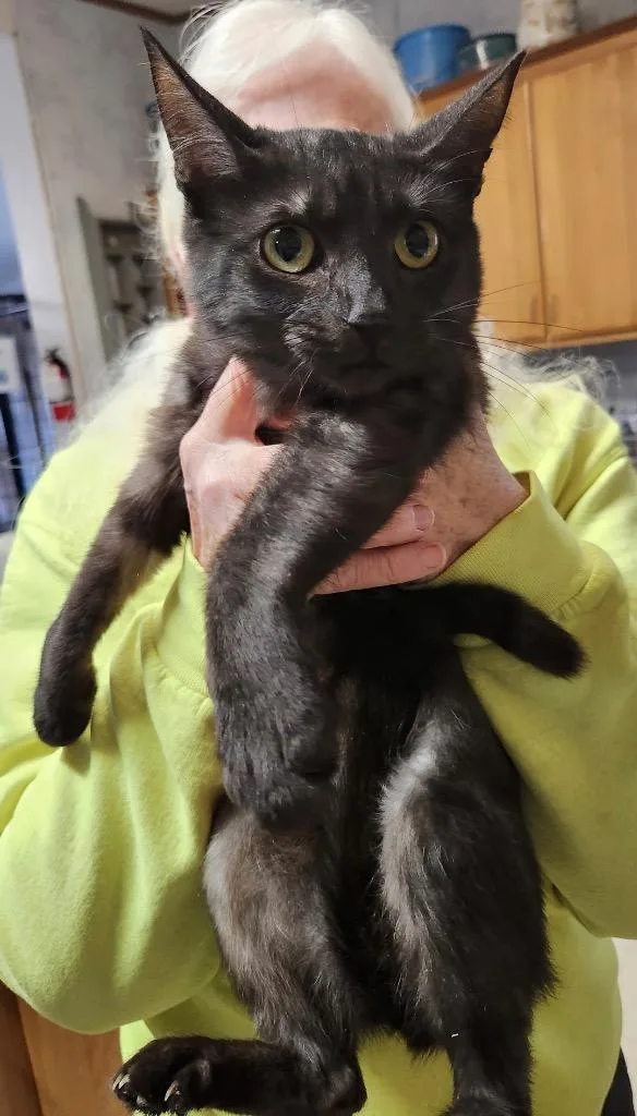 A young medium-sized female Domestic Short Hair cat named Pandora for adoption in Thompson Falls, MT