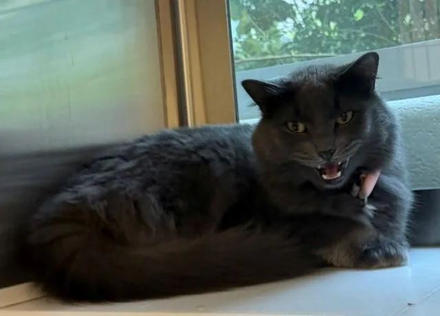 A young medium-sized female Domestic Medium Hair cat named Emi for adoption in Brighton, CO