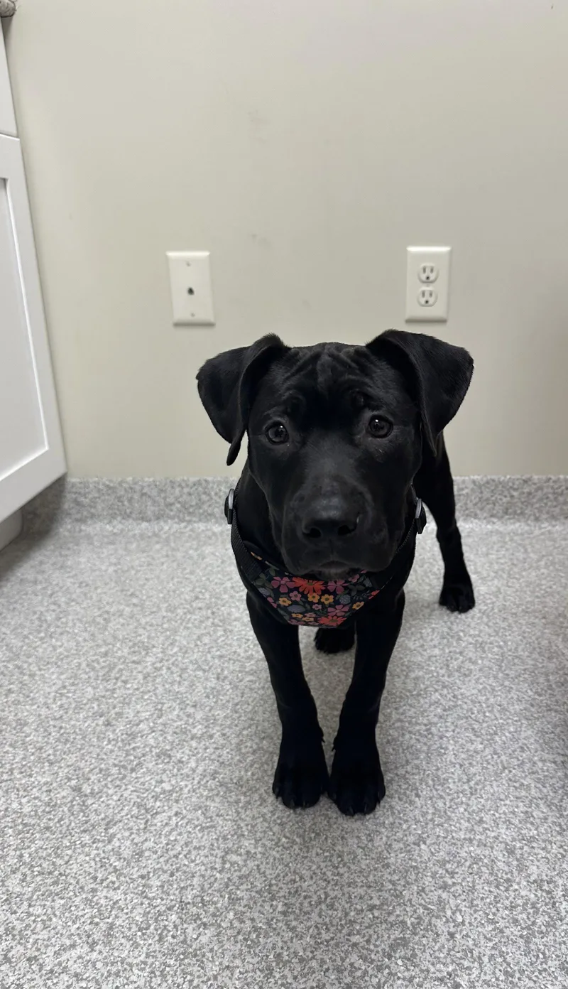 A young medium-sized female Pit Bull Terrier dog named Raven for adoption in Lancaster, PA