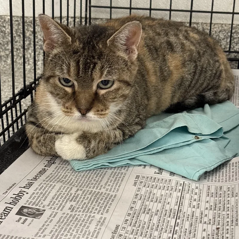 An adult large-sized female Calico Domestic Short Hair cat named Apple for adoption in Youngstown, OH