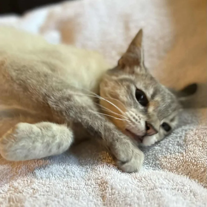 Muriel The Snuggler thumbnail 3
