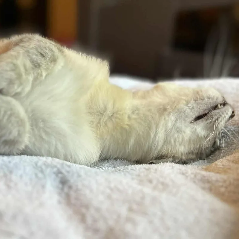 Muriel The Snuggler thumbnail 5