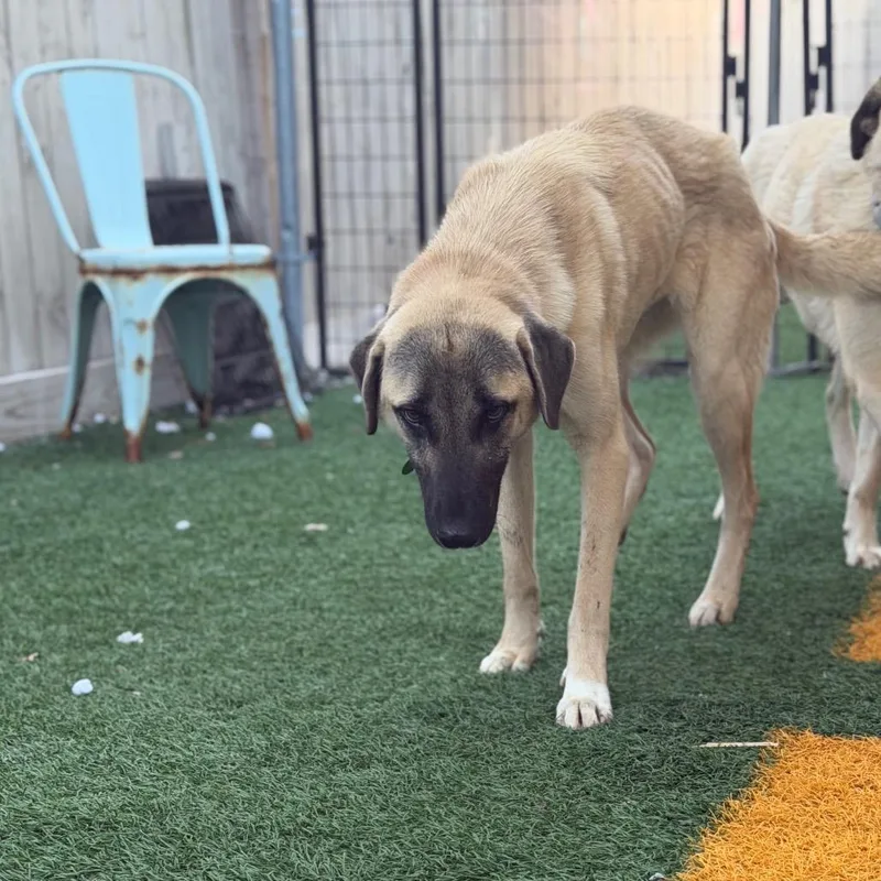 Miso Moo thumbnail 2