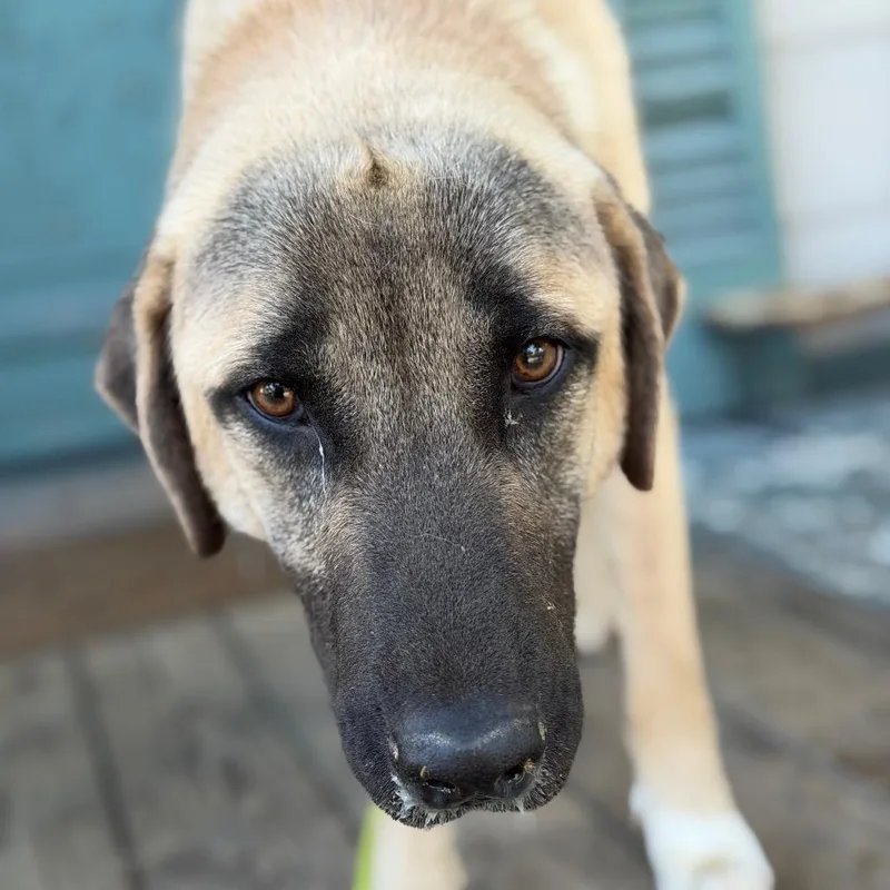 Miso Moo thumbnail 3