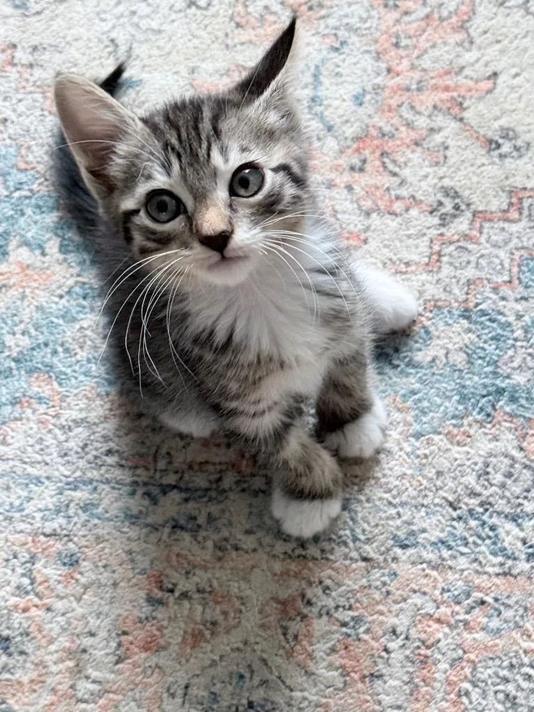 A baby small-sized female Domestic Short Hair cat named Cookie Heist for adoption in Newnan, GA