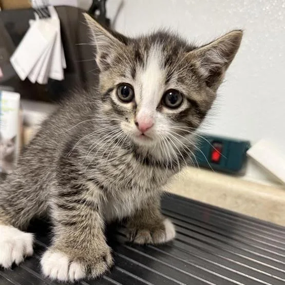 A baby small-sized female Brown / Chocolate Domestic Medium Hair cat named Quince for adoption in Mount Shasta, CA