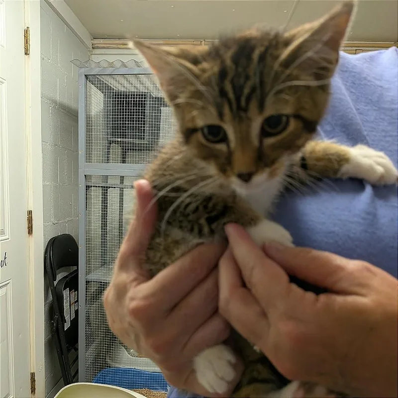 A baby small-sized male Brown / Chocolate Domestic Short Hair cat named Bootsy for adoption in Greenville, PA